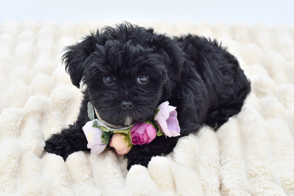 Yorkiepoo Puppy Black ID: 40280 Located at Petland Novi, Michigan