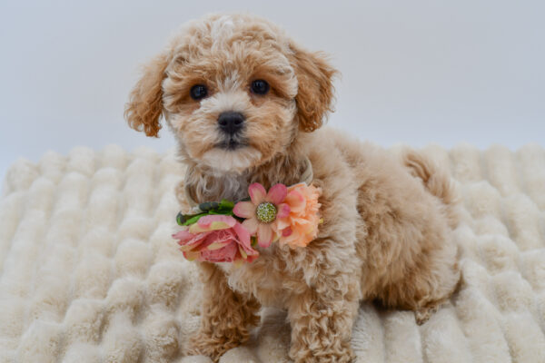 [#261254-05]  - Apricot F Bichapoo Puppies for Sale