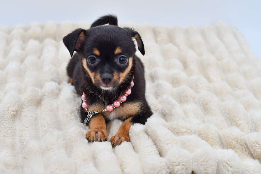 Chihuahua Puppy ID: 40282 Located at Petland Novi, Michigan