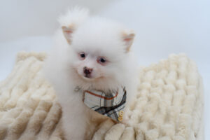 Petland Novi, Michigan Pomeranian puppy available