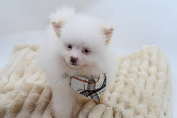 [#261271-02]  - White M Pomeranian Puppies for Sale