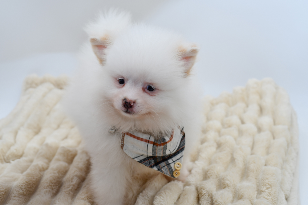 Pomeranian in Detroit, MI