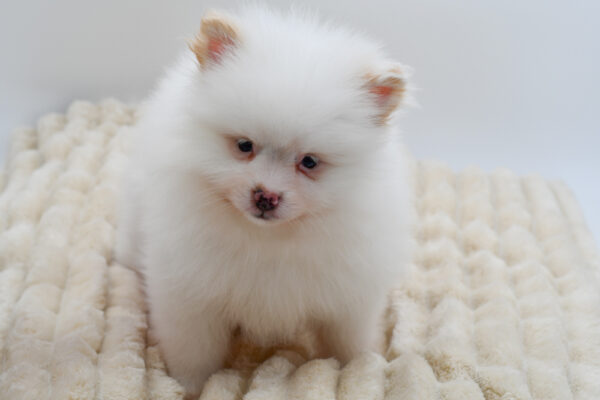 [#261271-02]  - White M Pomeranian Puppies for Sale