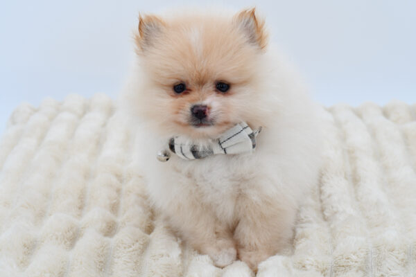 [#261271-04]  - Cream M Pomeranian Puppies for Sale