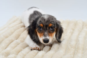 Petland Novi, Michigan Dachshund puppy available