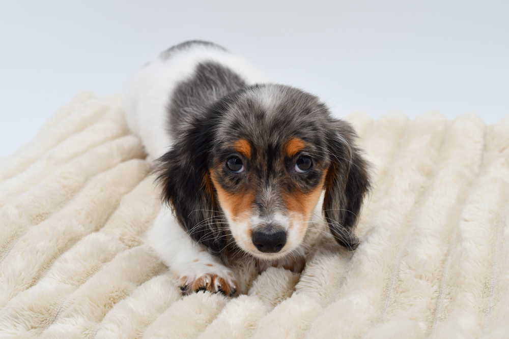 Dachshund in Canton, MI