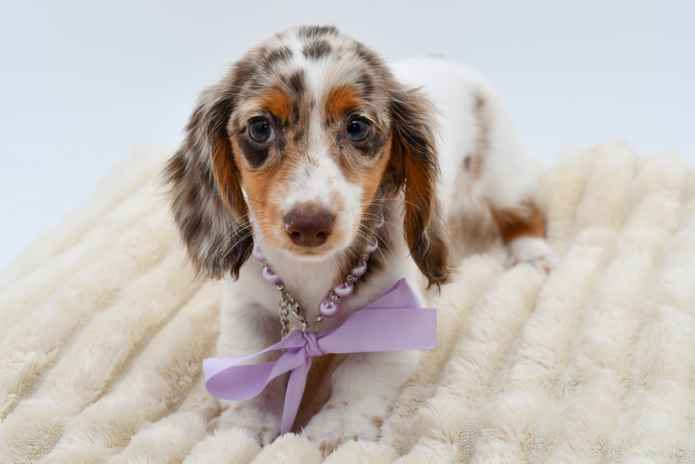 Dachshund in Westland, MI