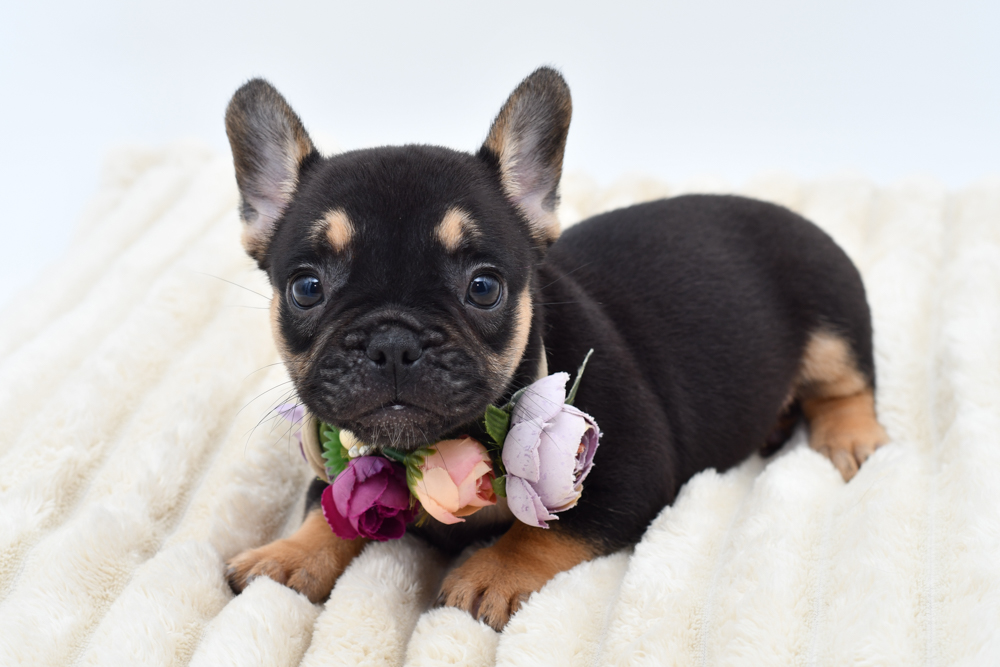 French Bulldog in Detroit, MI