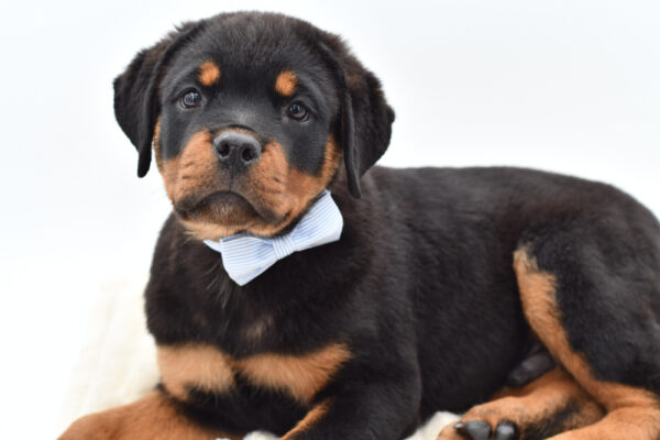 [#261415-03]  - Black / Tan M Rottweiler Puppies for Sale