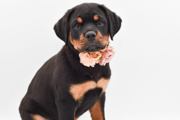 [#261415-09]  - Black / Tan F Rottweiler Puppies for Sale