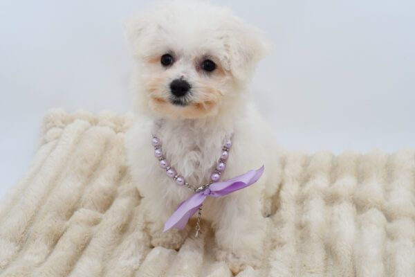 [#261448-05]  - White F Bichon Frise Puppies for Sale