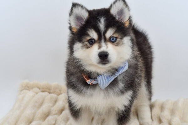 [#261521-01]  - Black / White M Pomsky Puppies for Sale