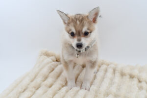 Petland Novi, Michigan Alaskan Klee Kai puppy available