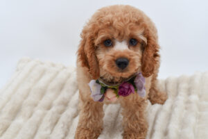 Cockapoo (F) 40299
