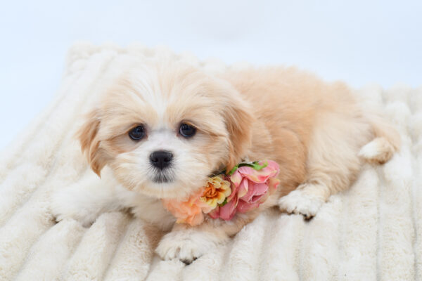 [#261596-06]  - Cream F Lhasa Apso Puppies for Sale