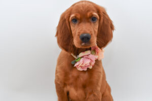 Petland Novi, Michigan Irish Setter puppy available