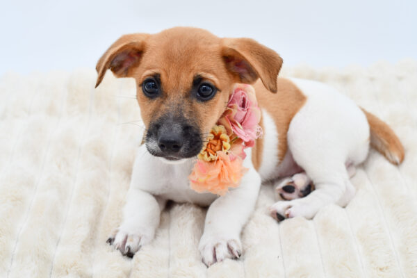 [#261458-06]  - White / Tan F Jack Russell Terrier Puppies for Sale