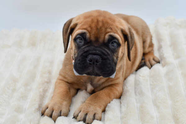 [#261687-02]  - Red Fawn M Bullmastiff Puppies for Sale