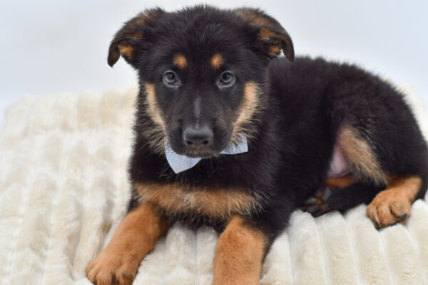 [#26192-03]  - Black / Tan M German Shepherd Dog Puppies for Sale