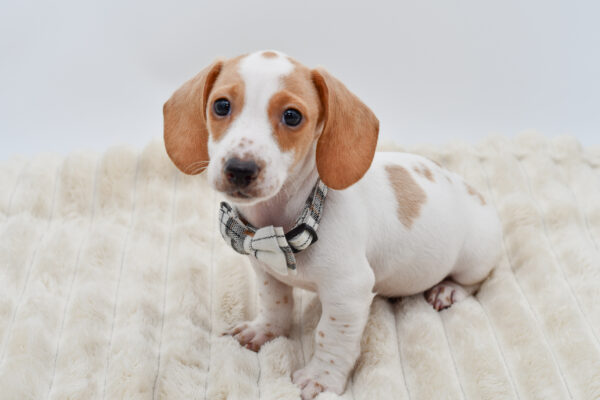 [#261253-04]  - Cream / White M Dachshund Puppies for Sale