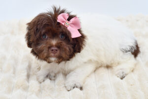 Petland Novi, Michigan Havanese puppy available