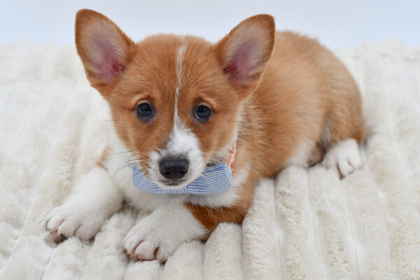 [#261303-03]  - Red / White M Pembroke Welsh Corgi Puppies for Sale