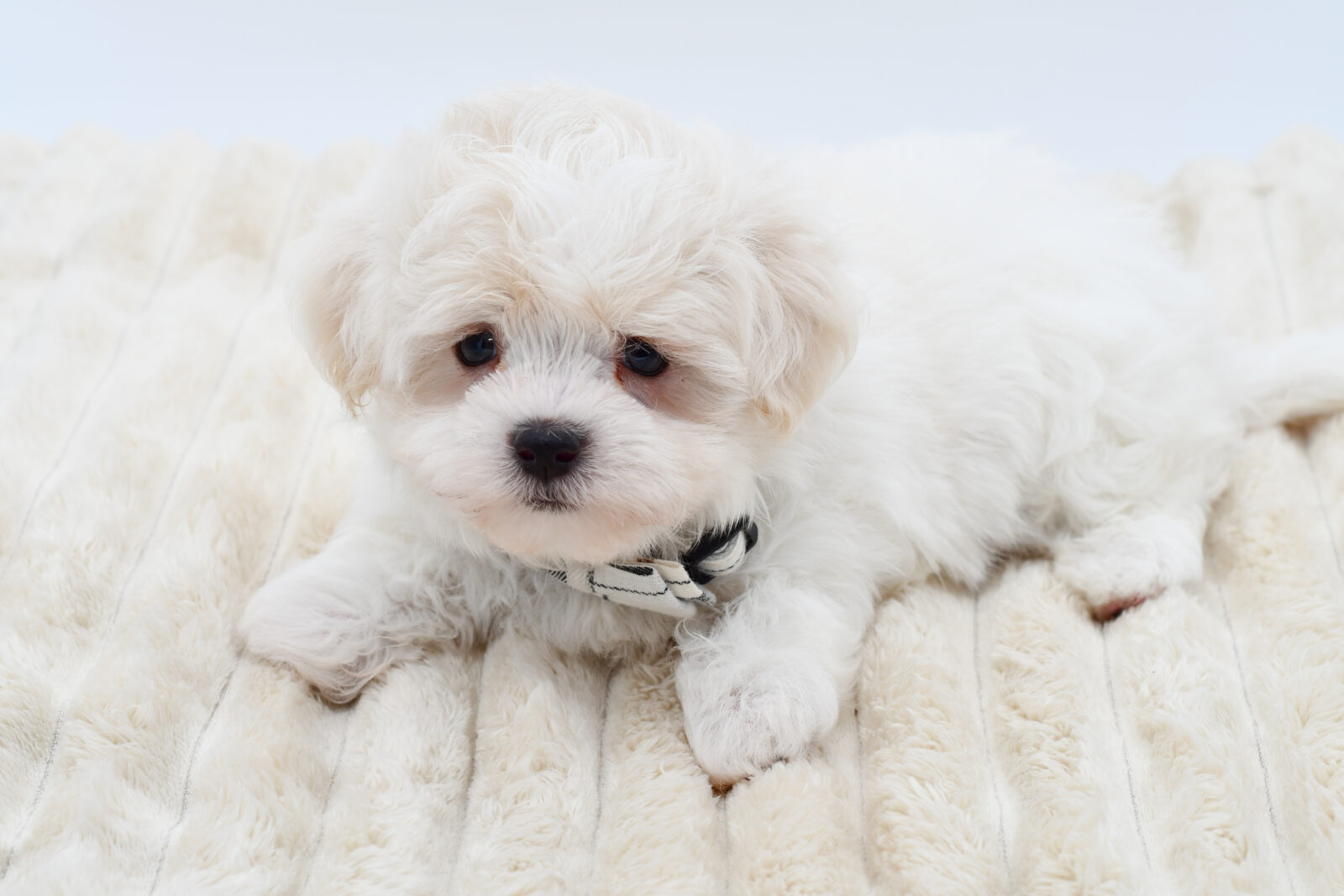 Maltese in Detroit, MI