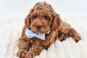 Petland Novi, Michigan Cockapoo puppy available