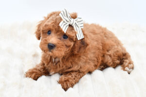 Petland Novi, Michigan Cockapoo puppy available