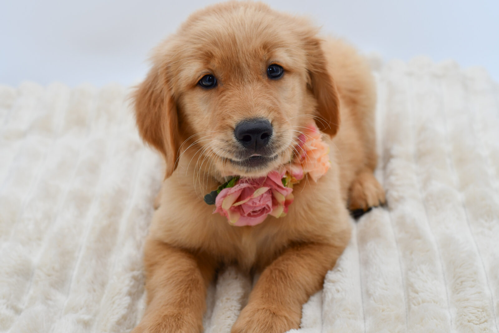 Golden Retriever in Canton, MI