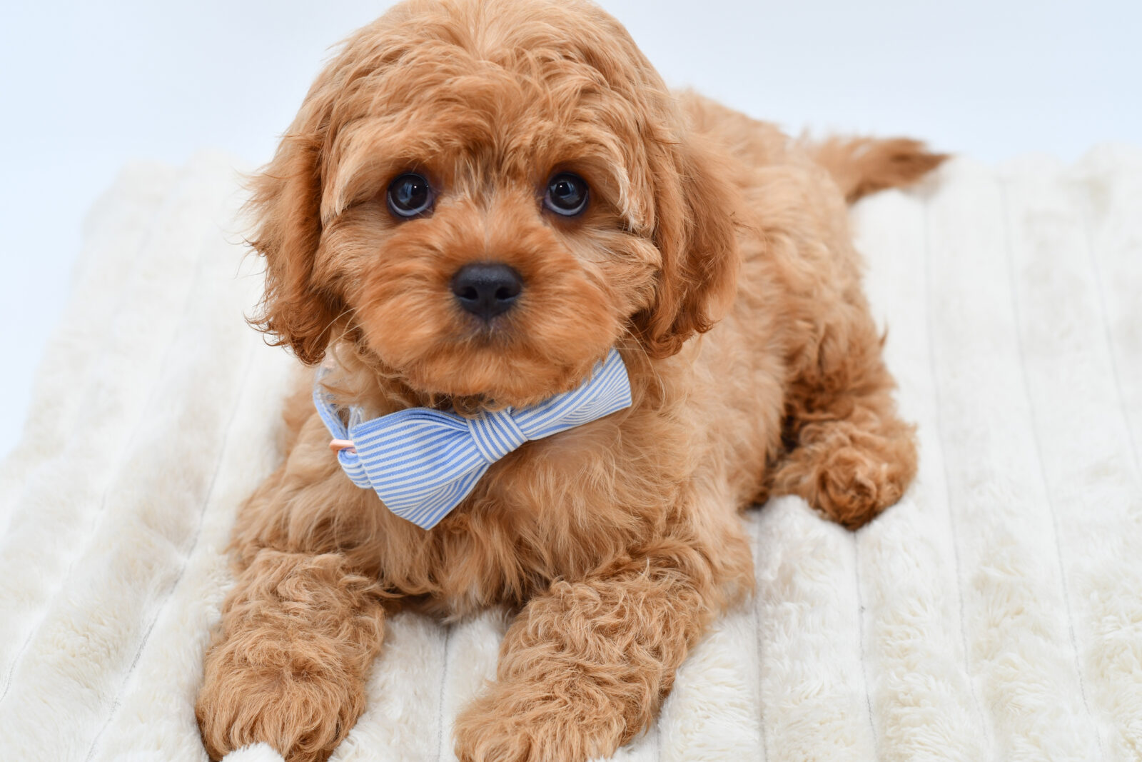 Cavapoo in Detroit, MI