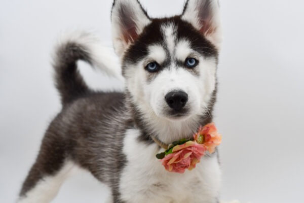 [#261398-04]  - Black / White F Siberian Husky Puppies for Sale
