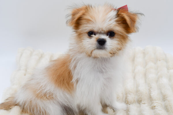 [#261412-06]  - Brown / White F Shiranian Puppies for Sale