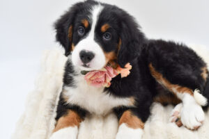 Petland Novi, Michigan Bernese Mountain Dog puppy available
