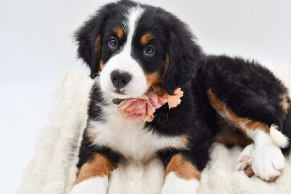 [#261554-05]  - Black Rust / White F Bernese Mountain Dog Puppies for Sale