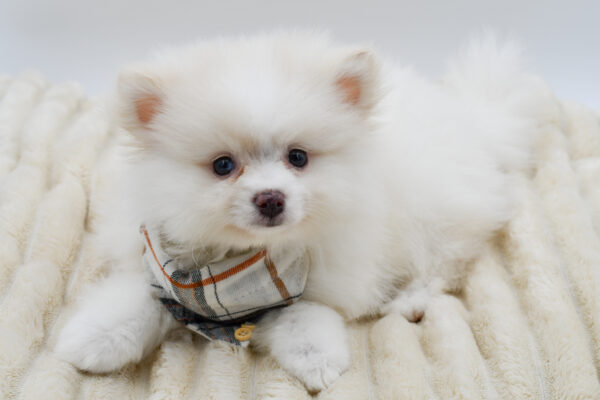 [#261564-01]  - Cream M Pomeranian Puppies for Sale