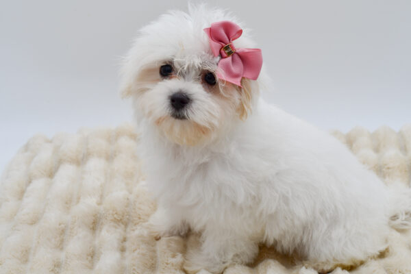 [#261272-04]  - White F Maltese Puppies for Sale
