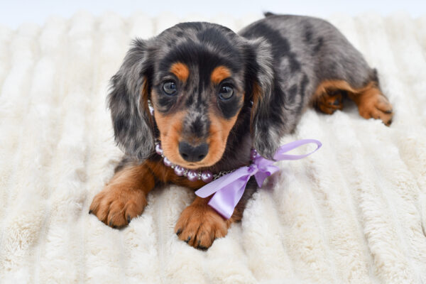[#261470-02]  - Black / Silver F Dachshund Puppies for Sale