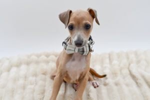 Petland Novi, Michigan Italian Greyhound puppy available