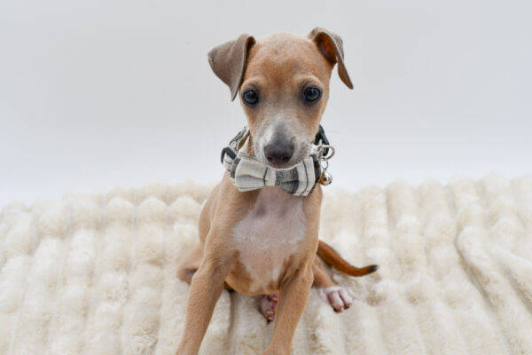 [#261499-05]  - Fawn / White M Italian Greyhound Puppies for Sale