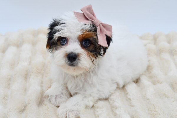 [#261601-02]  - Black White / Tan F Biewer Terrier Puppies for Sale