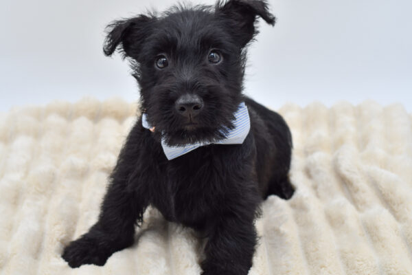 [#261343-02]  - Black M Scottish Terrier Puppies for Sale