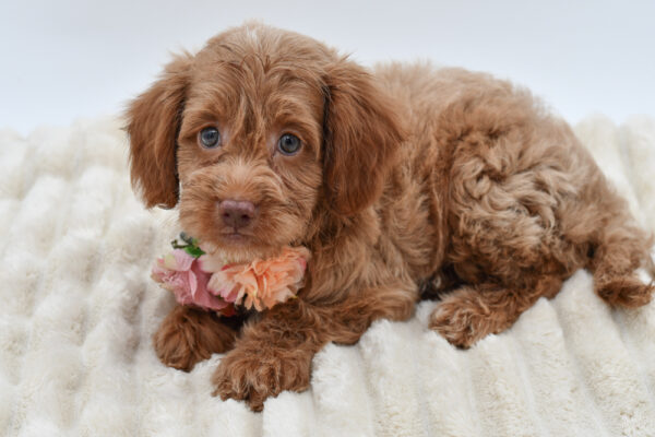 [#261360-06]  - Red F Cockadoodle F1 Puppies for Sale