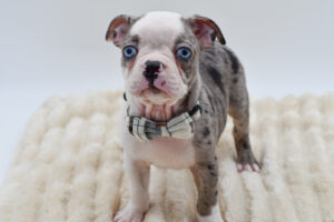 Petland Novi, Michigan Boston Terrier puppy available