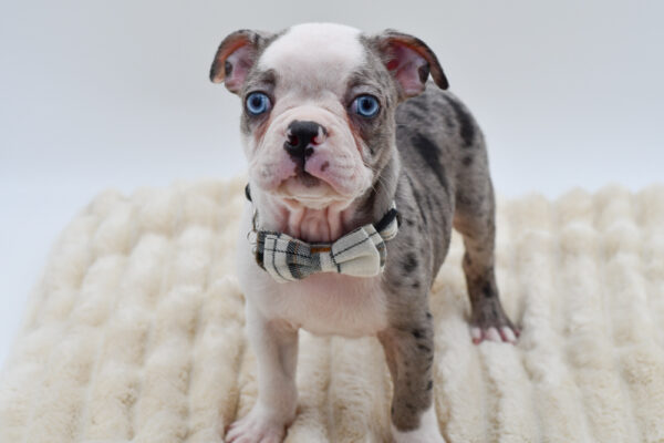 [#261387-03]  - Blue Merle M Boston Terrier Puppies for Sale