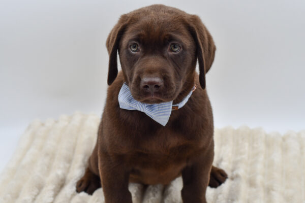 [#26200-01]  - Chocolate M Labrador Retriever Puppies for Sale