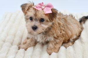 Petland Novi, Michigan Morkie puppy available