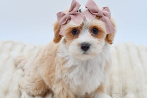 Petland Novi, Michigan Maltipoo puppy available