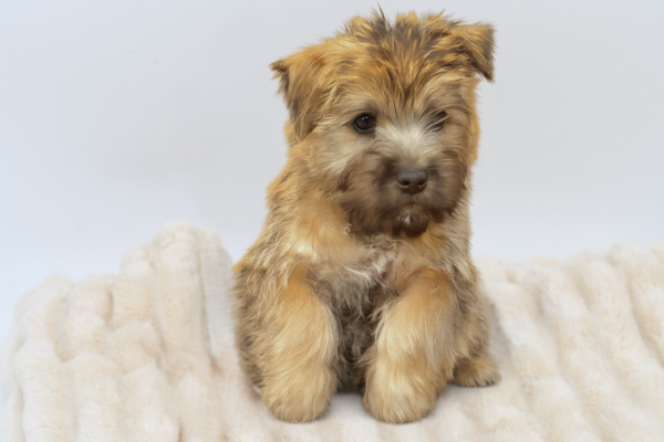 [#261336-01]  - Brown M Cairn Terrier Puppies for Sale