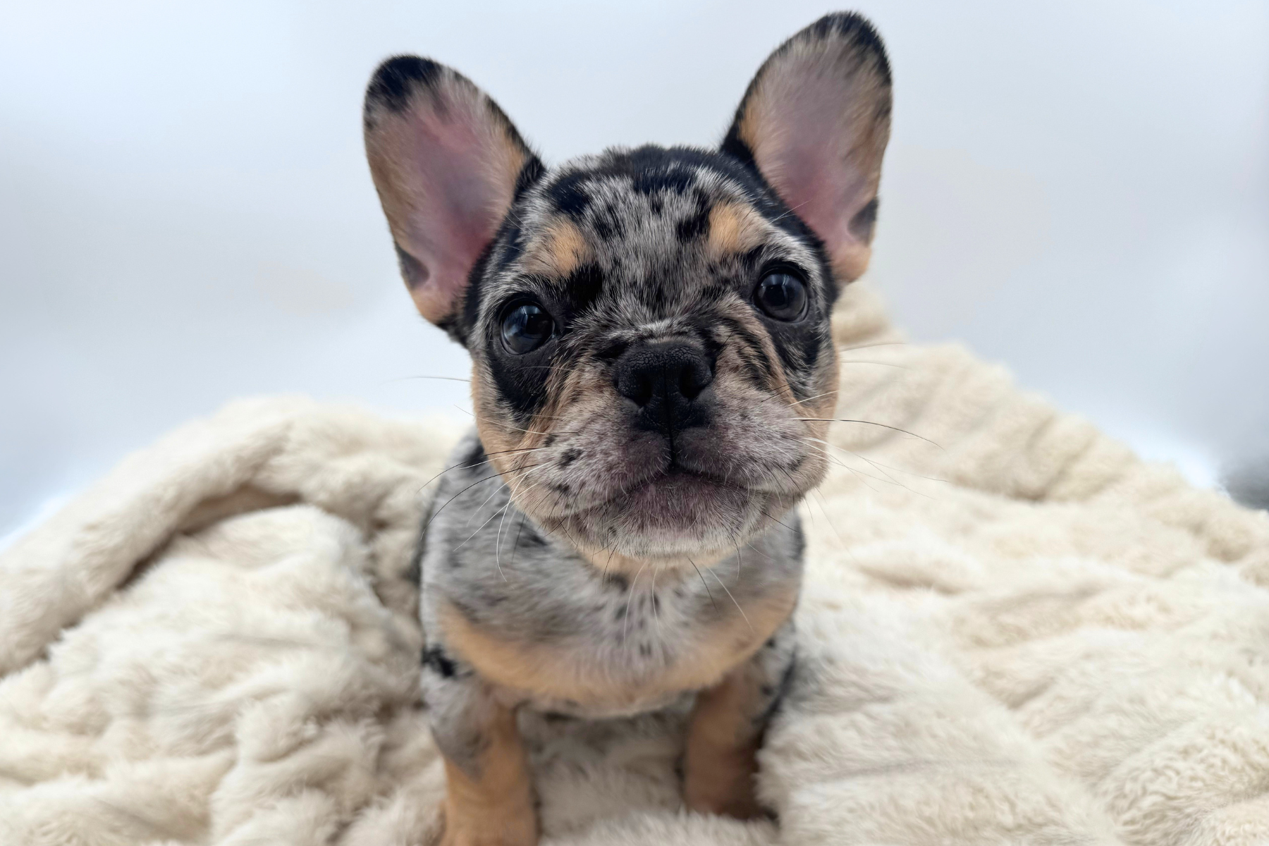 French Bulldog in Livonia, MI
